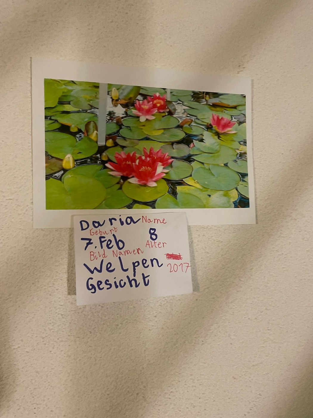 Seerosen-Foto an der Wand, darunter das Kärtchen «Welpen-Gesicht» von Daria